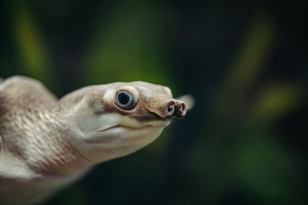 Carettochelys insculpta. 돼지 코 거북은 수족관에서 수영하고 있습니다.