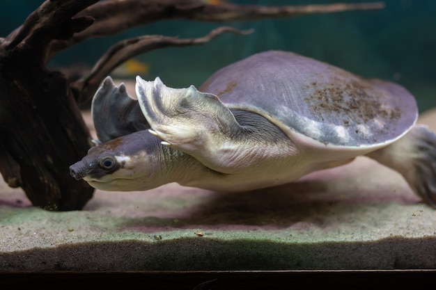 Carettochelys insculpta Pignosed schildpad Close-up in het aquarium