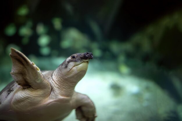 Photo carettochelys insculpta pignosed turtle