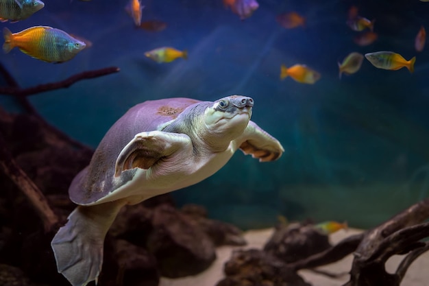 Photo carettochelys insculpta pignosed turtle