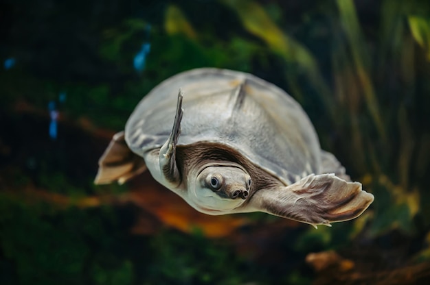 Carettochelys insculpta. Varkensneusschildpad zwemt in een aquarium.