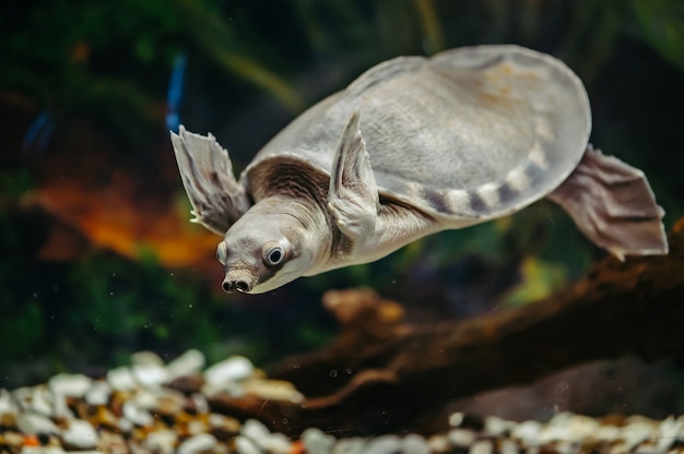 Carettochelys insculpta. vrolijke schildpad zwemt onder water. Grappige dieren.