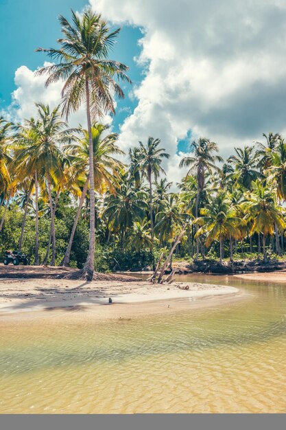 Foto bach caraibico con casa di cocco