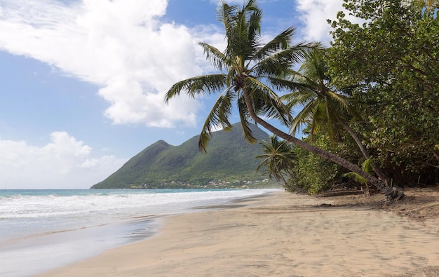 The Caribbean beach Martinique island