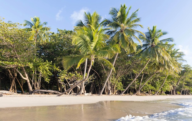 The Caribbean beach Martinique island