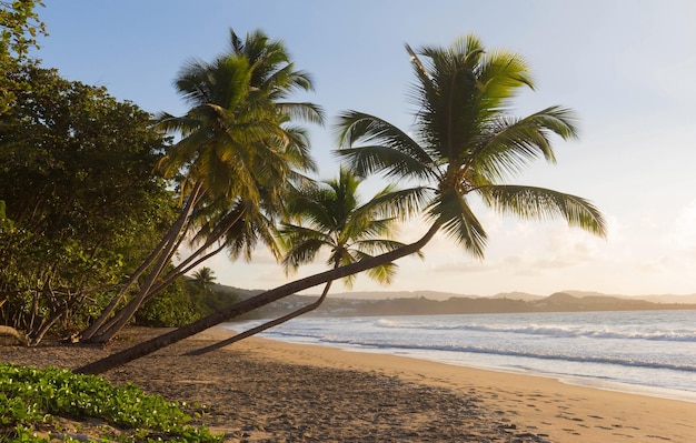 The Caribbean beach Martinique island