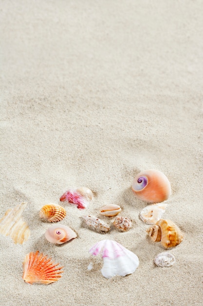 caribbean beach sand shells tropical summer vacation