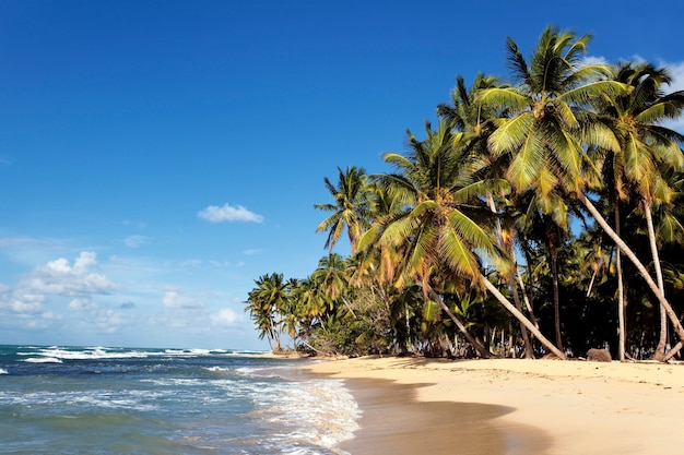 A caribbean beach with palm trees and blue sky