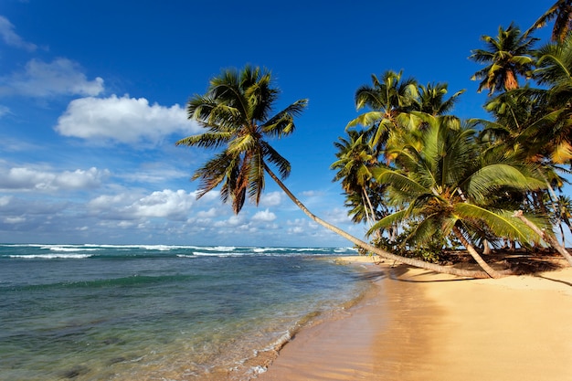 Caribbean beach with palm trees and blue sky