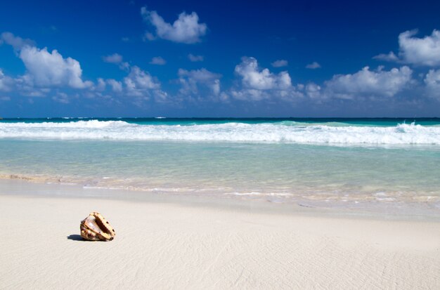 Foto spiaggia caraibica con conchiglie