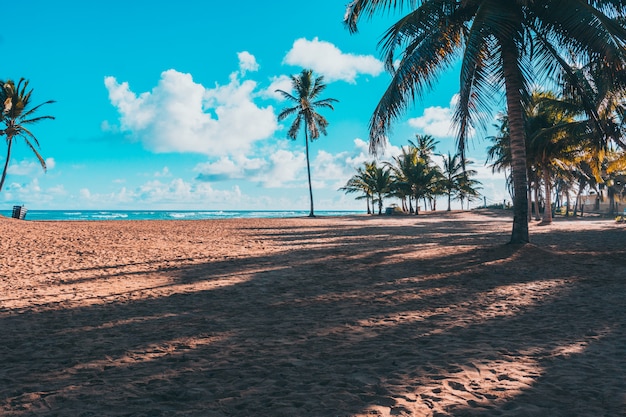 Foto spiaggia caraibica