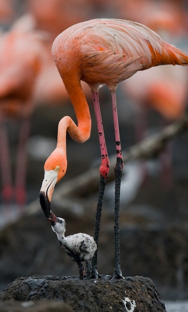 Карибский фламинго на гнезде с птенцом. Куба.