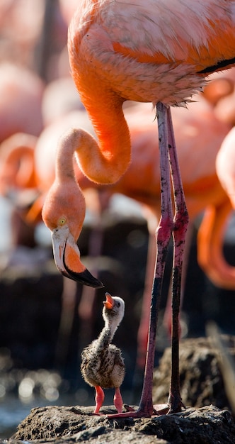 Caribbean flamingo on a nest with chick. Cuba.