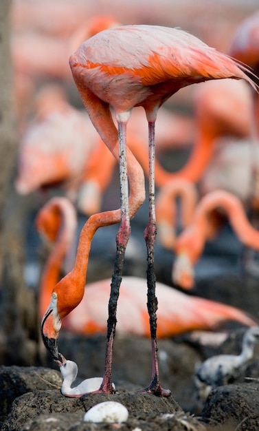 Caribbean flamingo on a nest with chicks