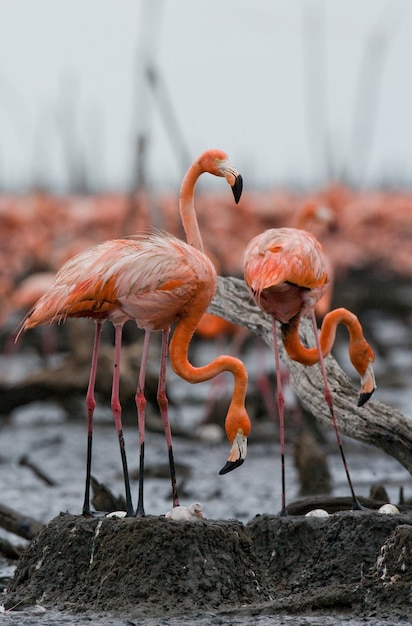 Caribbean flamingo on a nest with chicks