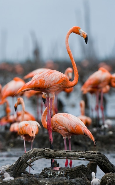 Caribbean flamingo on a nest with chicks