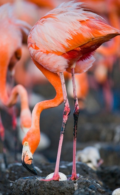 Caribbean flamingo on a nest with chicks