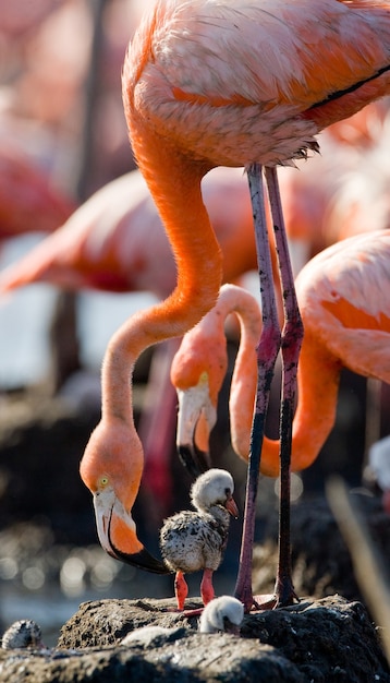 Caribbean flamingo on a nest with chicks