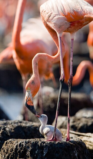 Caribbean flamingo on a nest with chicks