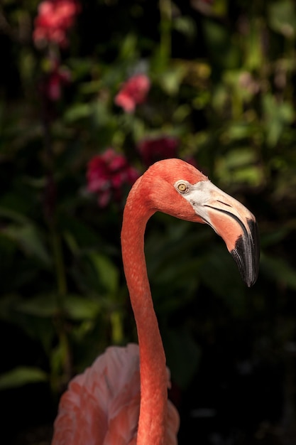 Photo caribbean flamingo phoenicopterus ruber in a tropical garden in southwestern florida