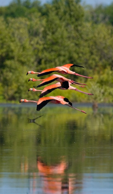 Caribbean flamingos are flying over water 