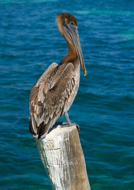 Caribbean Pelican on a beach pole 