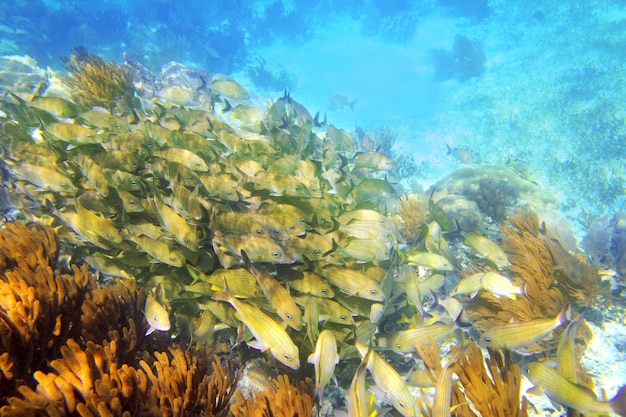 Photo caribbean reef grunt fish school mayan riviera