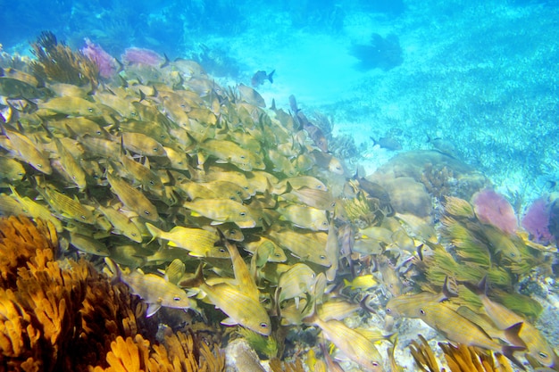 Photo caribbean reef grunt fish school mayan riviera