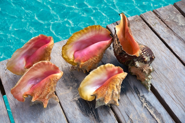 Caribbean seashells on a wooden pier Mexico