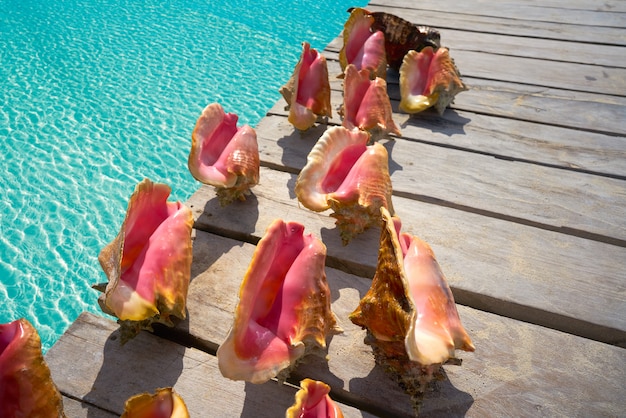 Caribbean seashells on a wooden pier Mexico