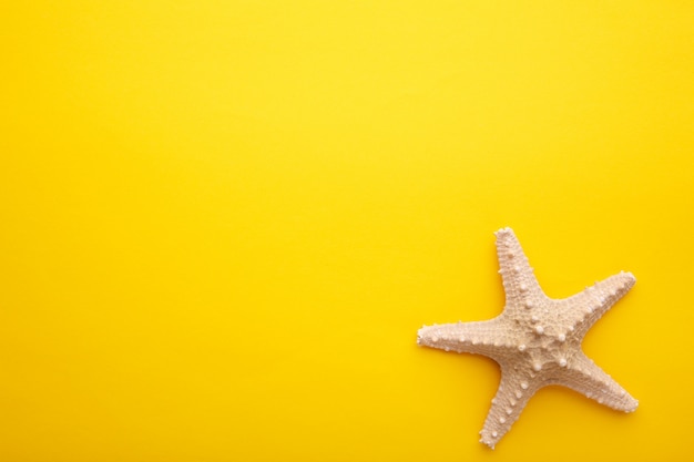 Caribbean starfish on yellow.Top view