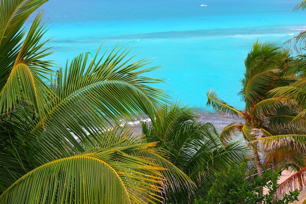 Photo caribbean turquoise sea coconut palm trees