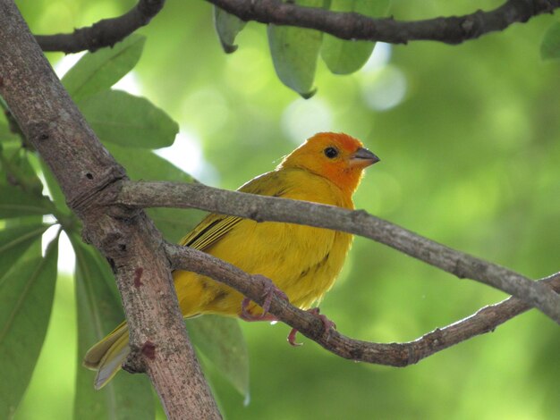 Caribian bird