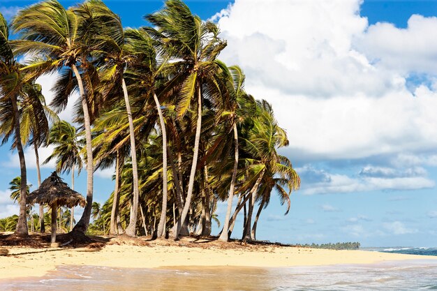 Caribisch strand met wind in palmbomen en wolken