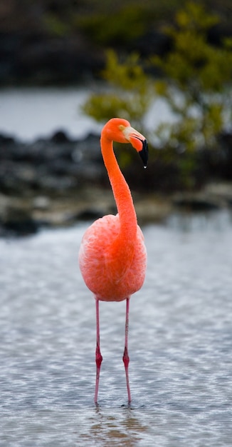 Caribische flamingo's die zich in de lagune bevinden. De Galapagos-eilanden. Vogels. Ecuador.