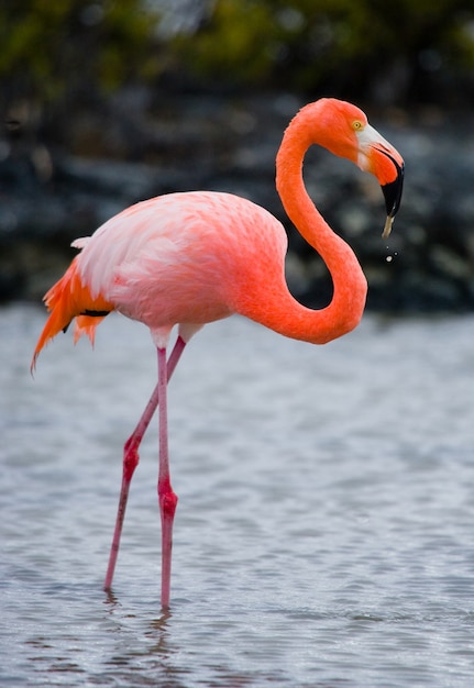 Foto caribische flamingo's die zich in de lagune bevinden. de galapagos-eilanden. vogels. ecuador.
