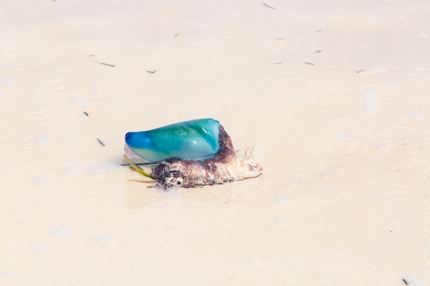 Caribische jelly fish