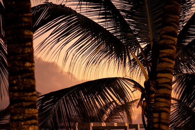 Caribische palmbomen bij zonsondergang in Bahiaybe, Dominicaanse Republiek