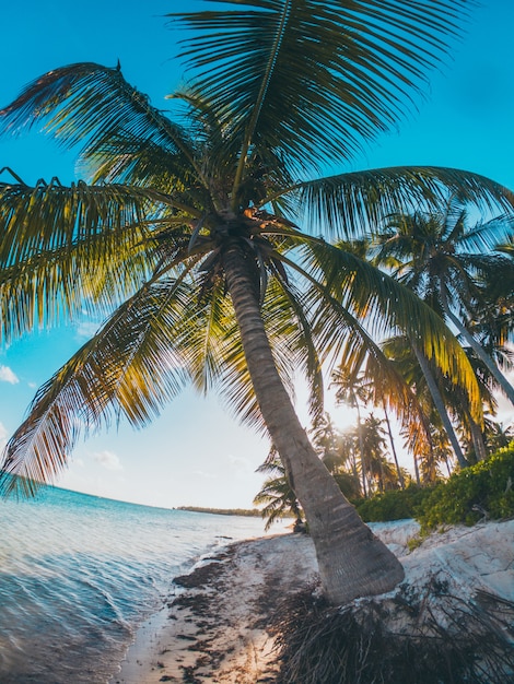 Caribische palmboom in het strand