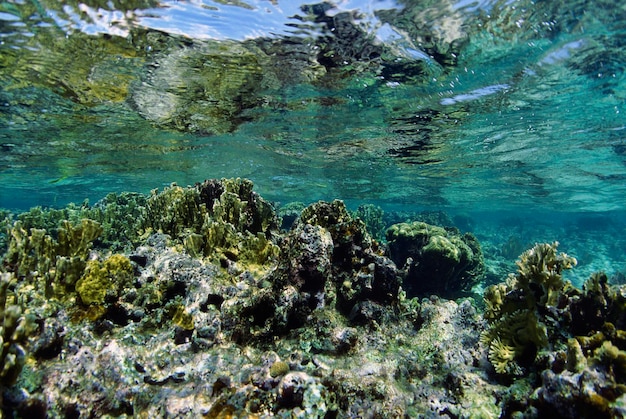 Caribische zee, Belize, ondiep water koraalrif, vuurkoraal - FILM SCAN