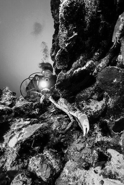 Caribische Zee, Belize, UW-foto, duiker dichtbij een grote spinkrab (Maja squinado) - FILMSCAN