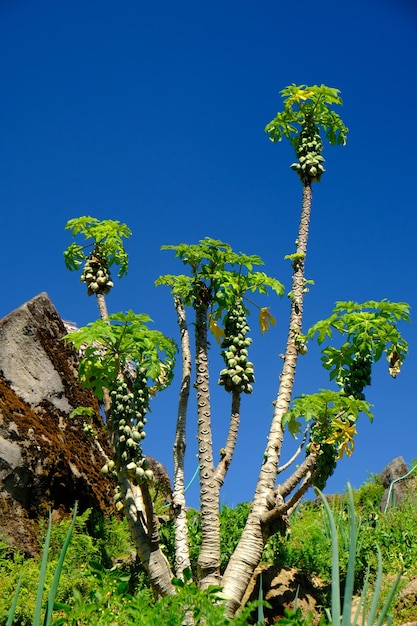 Carica is een geslacht van bloeiende planten in de familie Caricaceae waaronder C. papaya, de papaya. boom