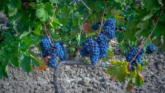 Photo carignano grapes ripening in a vineyard in southern sardinia