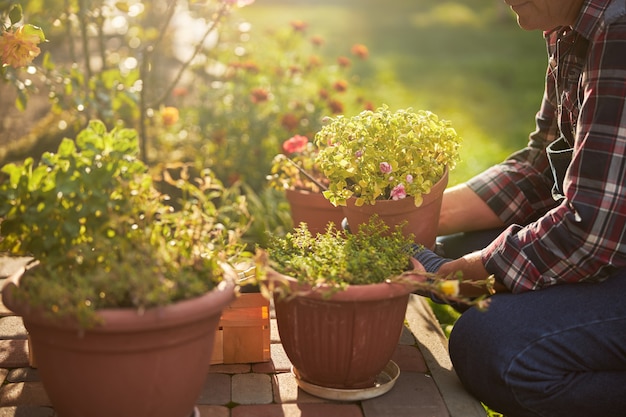 Заботливый престарелый садовник, ухаживающий за комнатными растениями в горшках в солнечный день