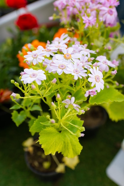 Photo caring for cineraria hybrida at home