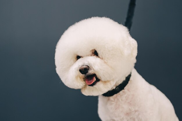 Caring for a dog in the salon