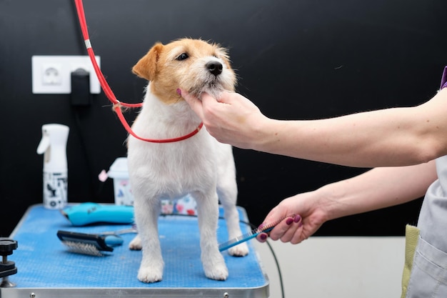 Caring for a Jack Russell Terrier dog on a grooming table