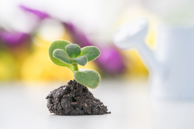 Caring for a new life. Planting a plant.