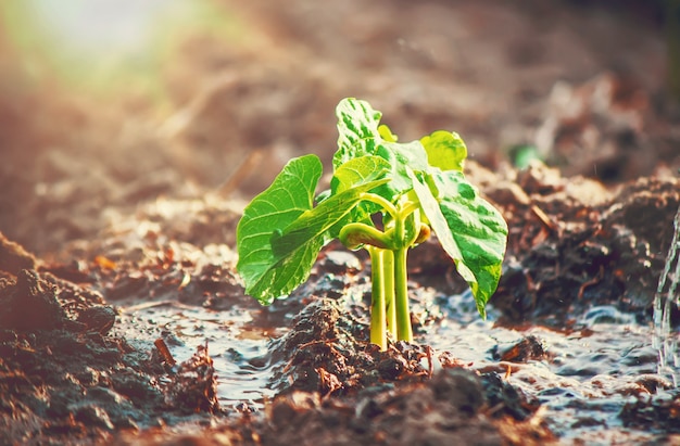 Caring for a new life. Watering young plants. The child's hands. Selective focus.