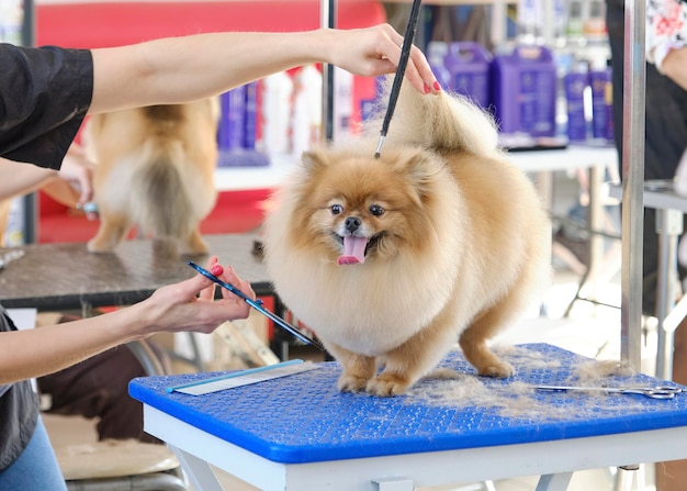 動物スタジオでポメラニアン犬の世話をする